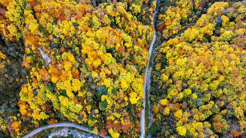 Shaanxi_s_Autumn_Forest__A_Vibrant_Masterpiece___ - 🌍NewspaperAmigo – Your Global News Buddy 🗞️ Shaanxi_s_Autumn_Forest__A_Vibrant_Masterpiece___