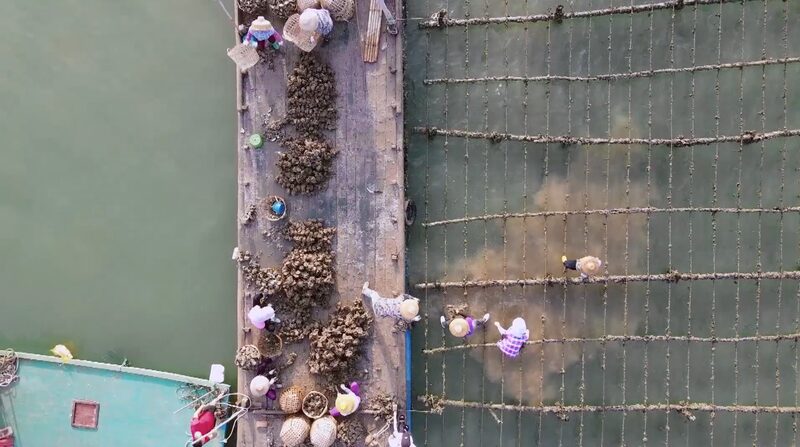 Shajing_s_Oyster_King__How_a_Seafood_Guru_is_Riding_China_s_Food_Wave____poster - 🌍NewspaperAmigo – Your Global News Buddy 🗞️ Shajing_s_Oyster_King__How_a_Seafood_Guru_is_Riding_China_s_Food_Wave___ video poster