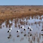 Shandong_Province__A_Haven_for_Migratory_Birds_This_Winter____ video poster