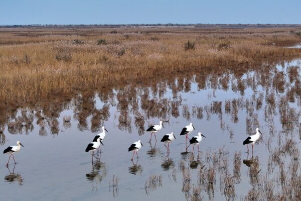 Shandong Province: A Haven for Migratory Birds This Winter 🐦❄️ Shandong_Province__A_Haven_for_Migratory_Birds_This_Winter____ video poster