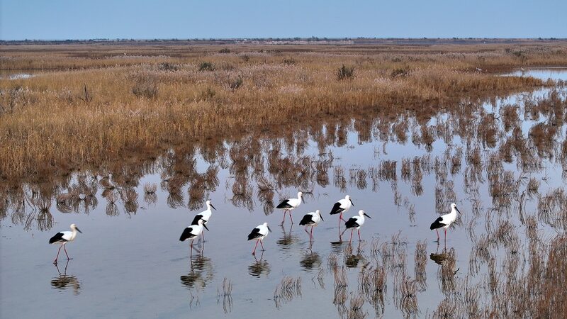 Shandong_Province__A_Haven_for_Migratory_Birds_This_Winter____ video poster