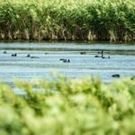 Shanghai_s_Dongtan_Wetland__A_Sanctuary_for_Migratory_Birds___