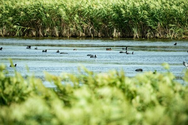 Shanghai’s Dongtan Wetland: A Sanctuary for Migratory Birds 🌿🦅 Shanghai_s_Dongtan_Wetland__A_Sanctuary_for_Migratory_Birds___