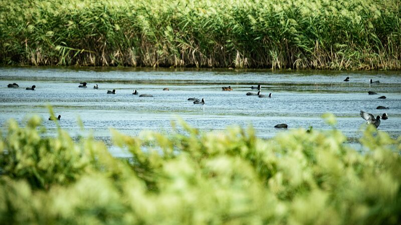 Shanghai_s_Dongtan_Wetland__A_Sanctuary_for_Migratory_Birds___