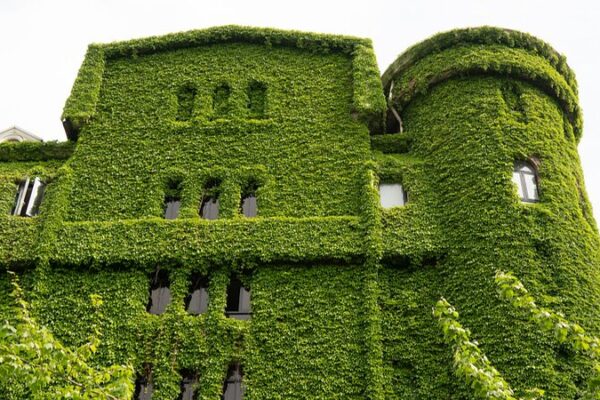 Shanghai’s ‘Green Giant’ Transforms Urban Jungle ๐ฟ๐๏ธ Shanghai_s__Green_Giant__Transforms_Urban_Jungle____