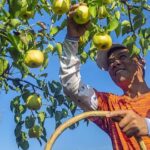 Shanxi_Farmers_Embrace_Tech_to_Boost_Pear_Harvest_and_Income