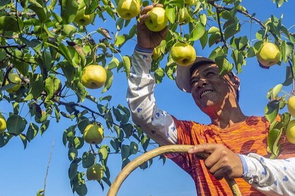 Shanxi Farmers Embrace Tech to Boost Pear Harvest and Income Shanxi_Farmers_Embrace_Tech_to_Boost_Pear_Harvest_and_Income
