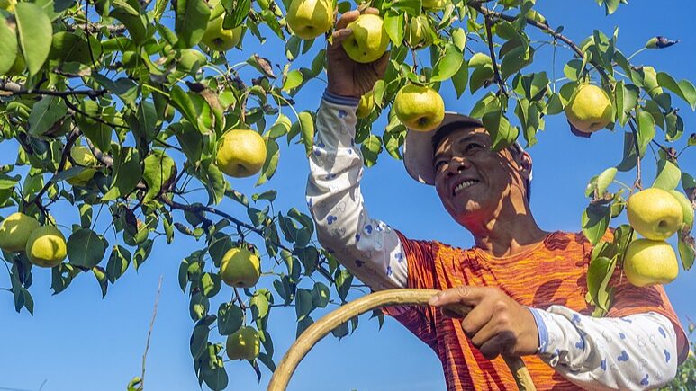 Shanxi_Farmers_Embrace_Tech_to_Boost_Pear_Harvest_and_Income - 🌍NewspaperAmigo – Your Global News Buddy 🗞️ Shanxi_Farmers_Embrace_Tech_to_Boost_Pear_Harvest_and_Income