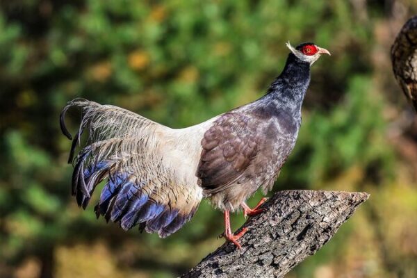 Shanxi’s Rare Bird Population Soars 🦢🌿 Shanxi_s_Rare_Bird_Population_Soars___