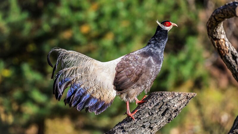Shanxi_s_Rare_Bird_Population_Soars___