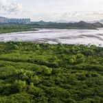 __Shenzhen___Hong_Kong_Team_Up_to_Protect_Mangrove_Wetlands__