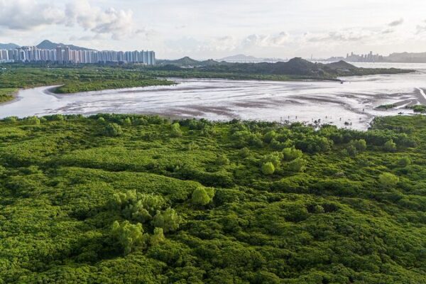 🌿 Shenzhen & Hong Kong Team Up to Protect Mangrove Wetlands 🌏 __Shenzhen___Hong_Kong_Team_Up_to_Protect_Mangrove_Wetlands__