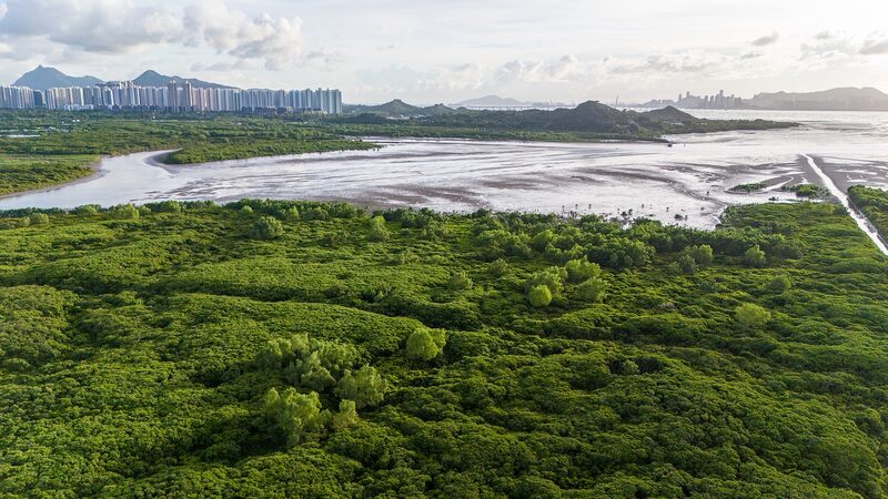 Shenzhen___Hong_Kong_Team_Up_to_Protect_Mangrove_Wetlands__ - 🌍NewspaperAmigo – Your Global News Buddy 🗞️ __Shenzhen___Hong_Kong_Team_Up_to_Protect_Mangrove_Wetlands__