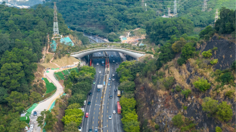 Shenzhen_s_Wildlife_Overpass__A_Bridge_to_Nature___