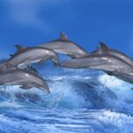 Ship_Noise_Disrupts_Dolphin_Chatter__Study_Finds___