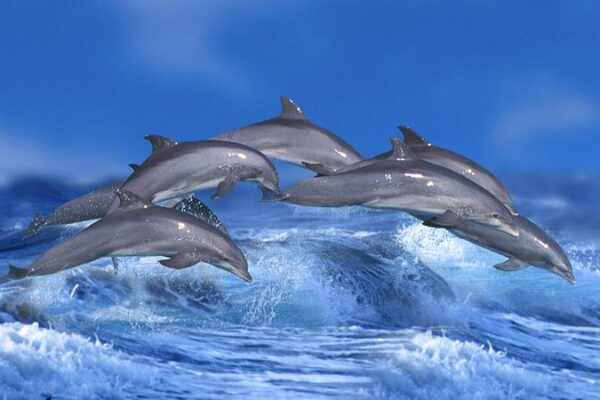 Ship Noise Disrupts Dolphin Chatter, Study Finds 🐬🔊 Ship_Noise_Disrupts_Dolphin_Chatter__Study_Finds___