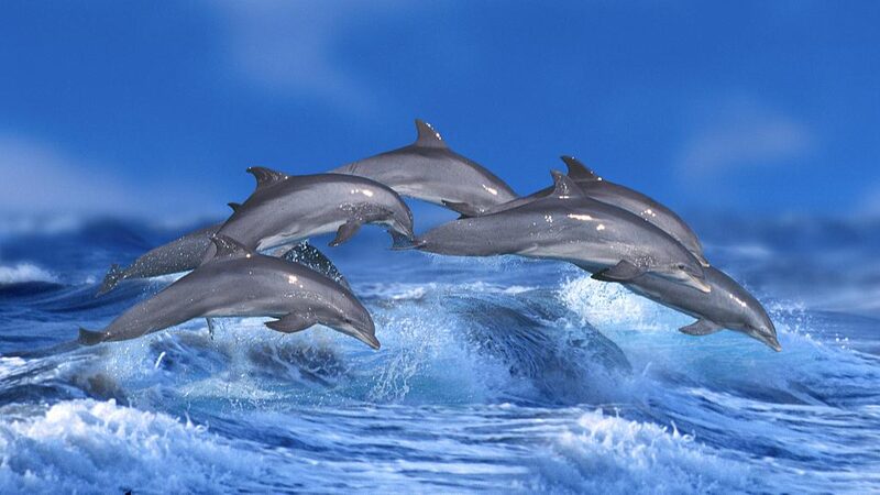 Ship_Noise_Disrupts_Dolphin_Chatter__Study_Finds___