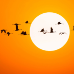 Siberian_Cranes_Flock_to_China_s_Momoge_Wetlands_in_Stunning_Migration___ video poster