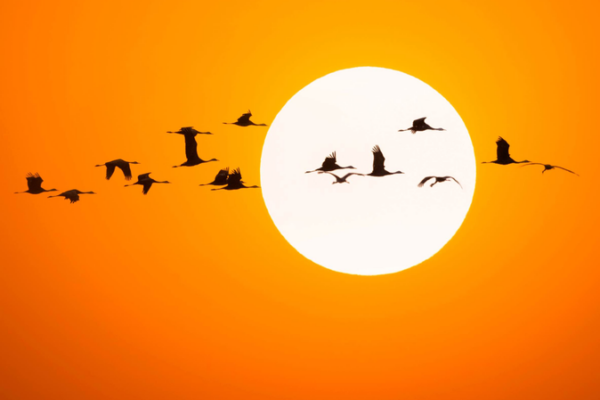 Siberian Cranes Flock to China’s Momoge Wetlands in Stunning Migration 🌾🦢 Siberian_Cranes_Flock_to_China_s_Momoge_Wetlands_in_Stunning_Migration___ video poster