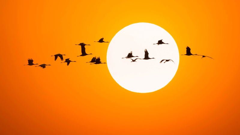 Siberian_Cranes_Flock_to_China_s_Momoge_Wetlands_in_Stunning_Migration____poster - 🌍NewspaperAmigo – Your Global News Buddy 🗞️ Siberian_Cranes_Flock_to_China_s_Momoge_Wetlands_in_Stunning_Migration___ video poster