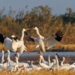 Siberian_Cranes_Grace_Poyang_Lake_for_Winter____