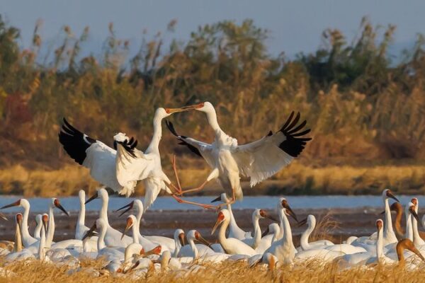 Siberian Cranes Grace Poyang Lake for Winter 🌨️🦢 Siberian_Cranes_Grace_Poyang_Lake_for_Winter____