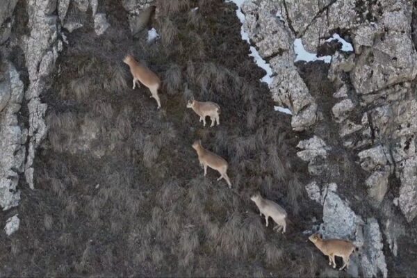 Siberian_Ibexes_Make_Stunning_Appearance_in_the_Chinese_Mainland_s_Kunlun_Mountains____ video poster