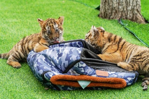 Siberian Tiger Cubs Debut in China 🐯✨ Siberian_Tiger_Cubs_Debut_in_China___