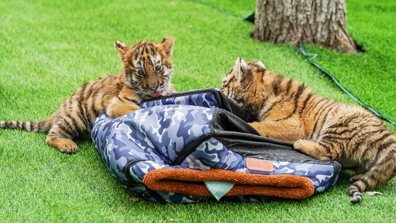 Siberian_Tiger_Cubs_Debut_in_China___ - 🌍NewspaperAmigo – Your Global News Buddy 🗞️ Siberian_Tiger_Cubs_Debut_in_China___