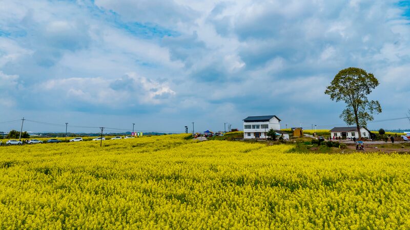 Sichuan_Village_Blooms_with_Vibrant_Rapeseed_Fields___