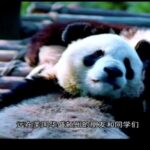 Sichuan___Washington_Celebrate_40_Years_of_Friendship_in_Online_Event___ video poster