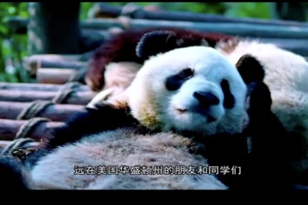 Sichuan & Washington Celebrate 40 Years of Friendship in Online Event 🌐🐼 Sichuan___Washington_Celebrate_40_Years_of_Friendship_in_Online_Event___ video poster