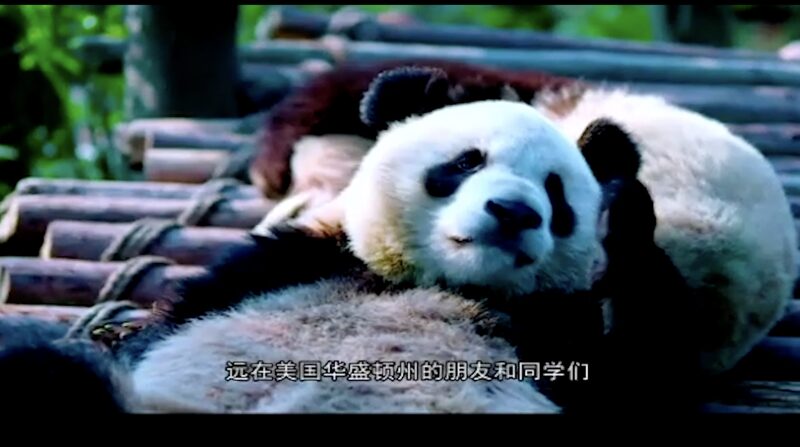 Sichuan___Washington_Celebrate_40_Years_of_Friendship_in_Online_Event___ video poster