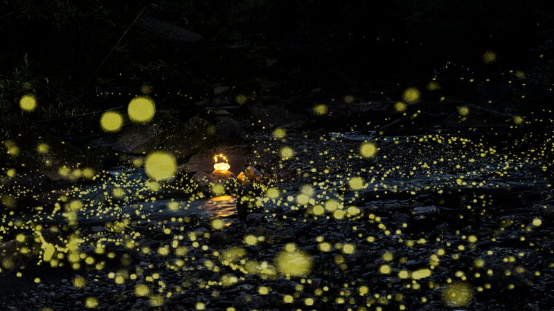 Sichuan_s_Firefly_Spectacle_Lights_Up_Summer_Romance___ - 🌍NewspaperAmigo – Your Global News Buddy 🗞️ Sichuan_s_Firefly_Spectacle_Lights_Up_Summer_Romance___