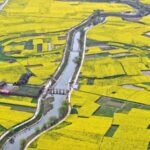 Sichuan_s_Golden_Spring__Rapeseed_Blooms_Paint_the_Countryside__