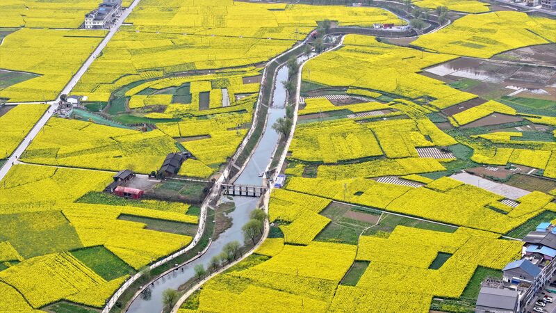 Sichuan_s_Golden_Spring__Rapeseed_Blooms_Paint_the_Countryside__ - 🌍NewspaperAmigo – Your Global News Buddy 🗞️ Sichuan_s_Golden_Spring__Rapeseed_Blooms_Paint_the_Countryside__