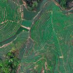 Sichuan_s_Spring_Tea_Gardens_Paint_the_Hills_Green___