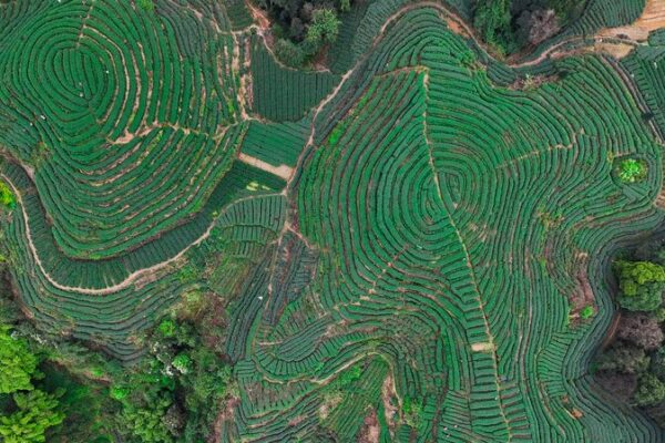 Sichuan’s Spring Tea Gardens Paint the Hills Green 🌱✨ Sichuan_s_Spring_Tea_Gardens_Paint_the_Hills_Green___