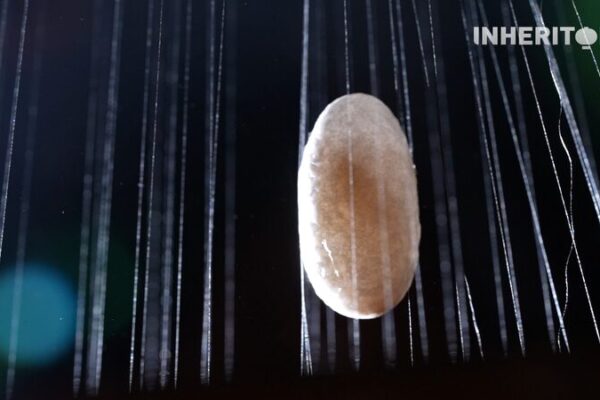 Silk Secrets: How Silkworms Spin China’s Cultural Gold 🐛✨ Silk_Secrets__How_Silkworms_Spin_China_s_Cultural_Gold___