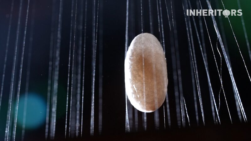 Silk_Secrets__How_Silkworms_Spin_China_s_Cultural_Gold___