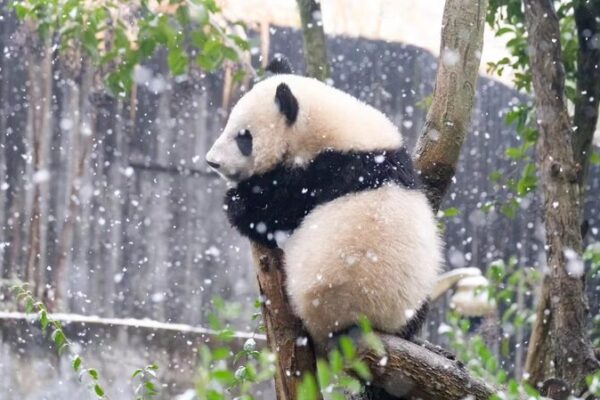 Snow Day Shenanigans: Chengdu’s Pandas Play in Winter Wonderland ❄️🐼 Snow_Day_Shenanigans__Chengdu_s_Pandas_Play_in_Winter_Wonderland____