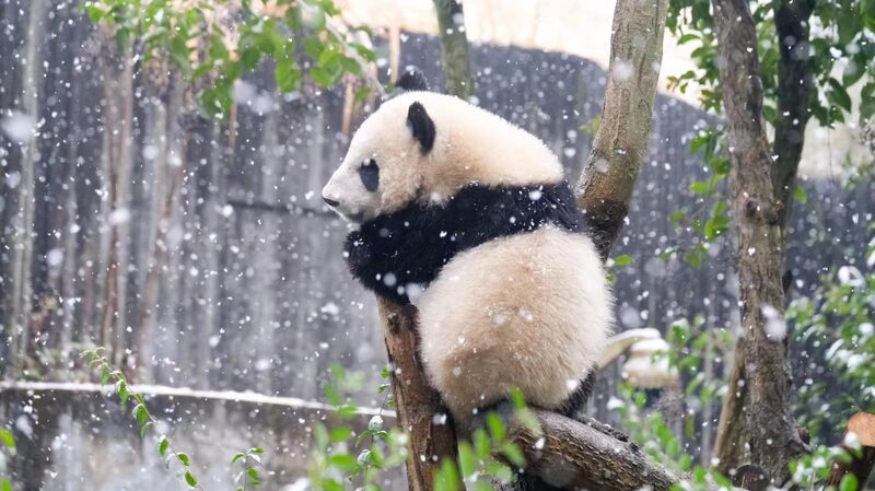 Snow_Day_Shenanigans__Chengdu_s_Pandas_Play_in_Winter_Wonderland____