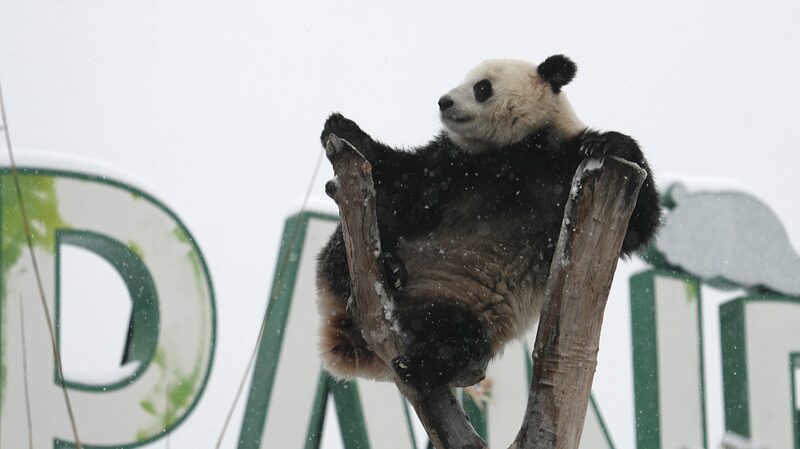Snow_Day_Shenanigans__Meet_Meng_Meng__Wuhan_s_Viral_Panda____