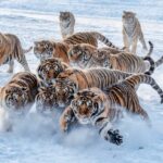 Snowy_Playground__Siberian_Tigers_Roam_China_s_Winter_Wonderland____