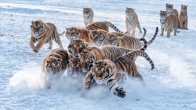 Snowy_Playground__Siberian_Tigers_Roam_China_s_Winter_Wonderland____