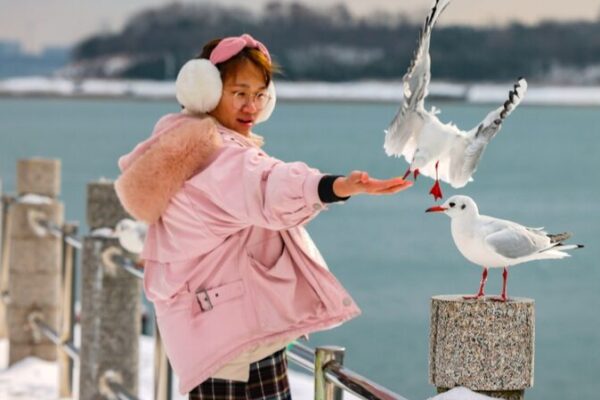 Snowy Qingdao Coastline Dazzles with Dancing Seagulls ❄️🐦 Snowy_Qingdao_Coastline_Dazzles_with_Dancing_Seagulls____