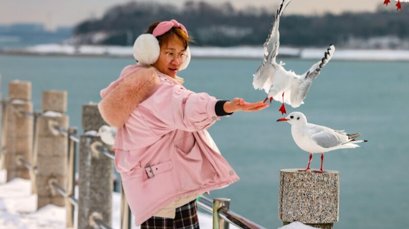 Snowy_Qingdao_Coastline_Dazzles_with_Dancing_Seagulls____