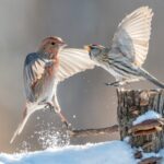 Snowy_Shenanigans__Forest_Birds_Bring_Winter_Magic_to_Northeast_China____
