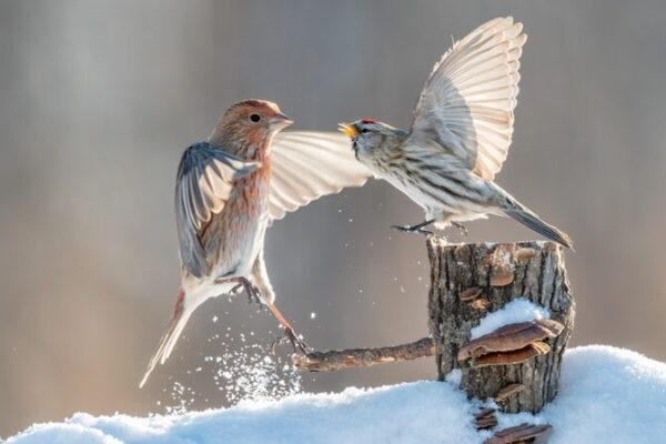 Snowy Shenanigans: Forest Birds Bring Winter Magic to Northeast China 🌨️🐦 Snowy_Shenanigans__Forest_Birds_Bring_Winter_Magic_to_Northeast_China____