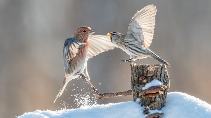 Snowy_Shenanigans__Forest_Birds_Bring_Winter_Magic_to_Northeast_China____ - 🌍NewspaperAmigo – Your Global News Buddy 🗞️ Snowy_Shenanigans__Forest_Birds_Bring_Winter_Magic_to_Northeast_China____